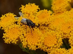 Fly pollinator on Asteraceae